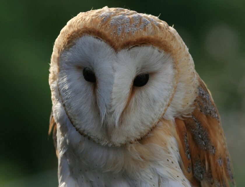 heart shape face barn owl Custom